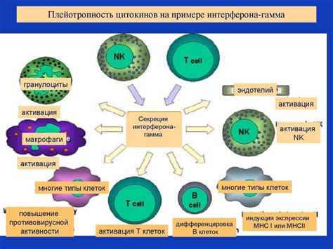 Повышенный уровень интерферона гамма и иммунная система