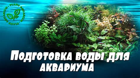 Подготовка аквариума для золотистой бронзовки