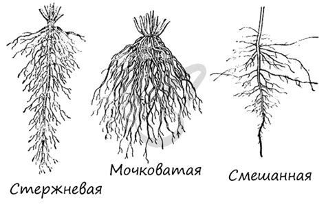 Подготовка к поиску корня