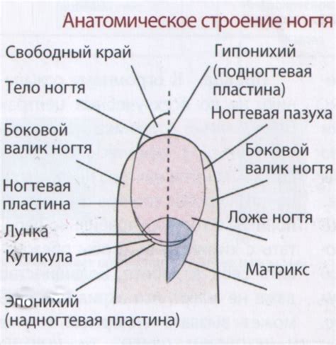 Подготовка ногтей к наращиванию гелем