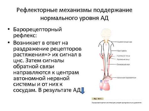 Поддержание нормального уровня электролитов