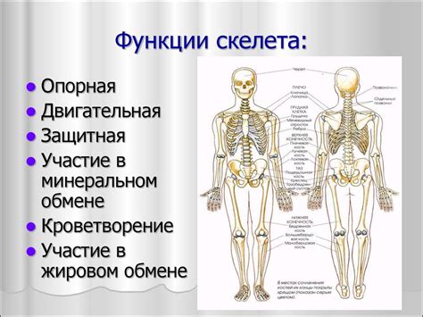 Поддержка костной и суставной системы