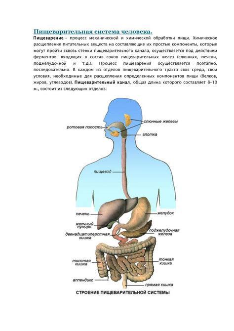 Поддержка пищеварительной системы