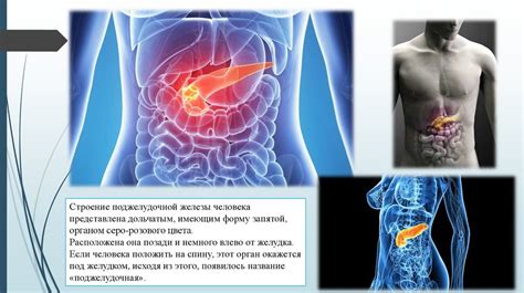 Поджелудочная железа и ее роль