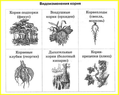 Подземные побеги: виды и функции