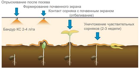 Подключение профессиональной помощи для эффективного контроля сорняков