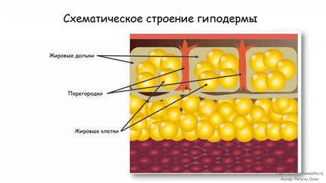 Подкожная жировая клетчатка: нижний слой кожи