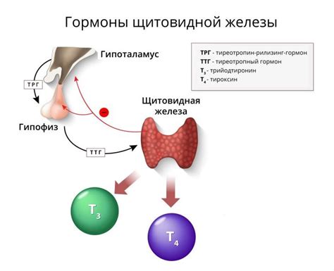 Подконтрольное повышение ТТГ и его последствия