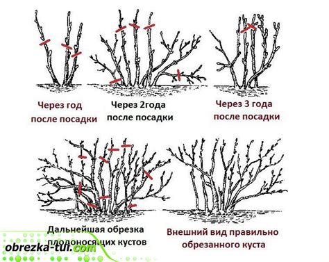 Подрезка и формирование кустарников для лучшего роста