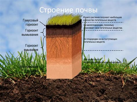 Подходящая почва и ее подготовка