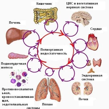 Полиорганная недостаточность у кошки: развитие, причины и последствия