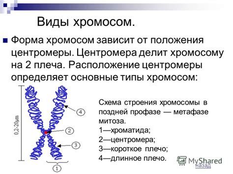 Положение хромосом зависит от организма