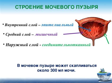 Положительные изменения в состоянии мочевого пузыря