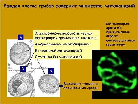 Польза дрожжевых клеток