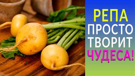 Польза репы для организма