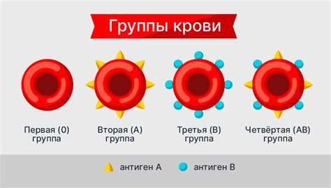 Понимание группы крови: ключ к успешным трансфузиям