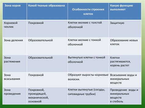 Понятие зоны деления и зоны растяжения