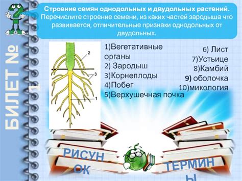 Понятие корневых отпрысков в биологии 6 класс