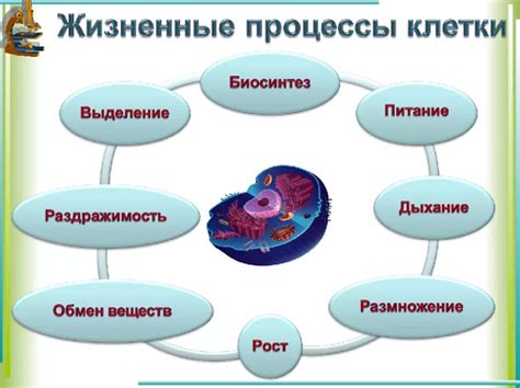 Понятие организма в биологии