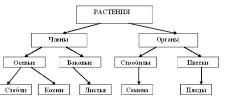 Понятие периода старости у высших растений