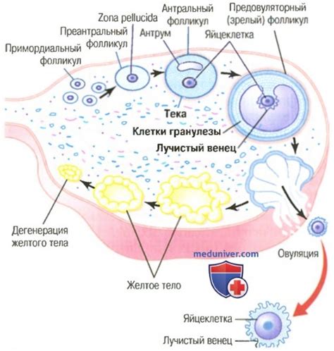 Последствия образования до 5 фолликулов в яичнике