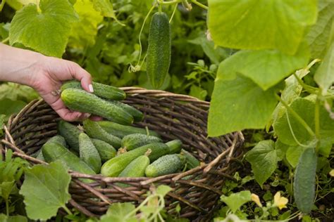 После сбора: уход за грядкой и огурцами