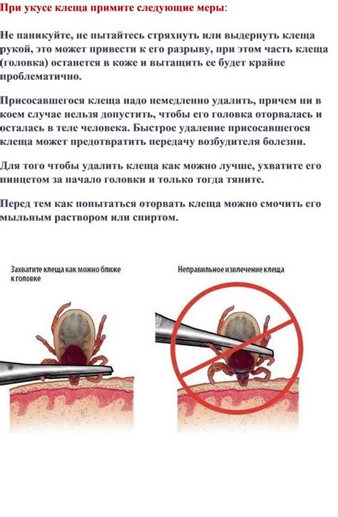 После удаления клеща из кожи: следующие шаги