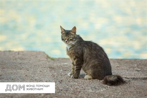 Постепенно подходите к уличной кошке