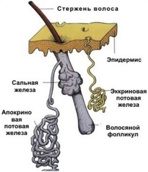 Потовые железы и их роль в образовании вони и мокроты