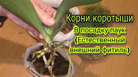 Почему длинные корни вредны: вред и проблемы