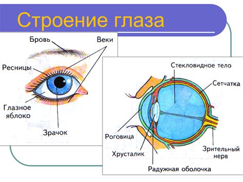 Почему и для чего справа слезит глаз: предпосылки и ответы