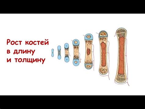 Почему кости растут и развиваются так быстро?