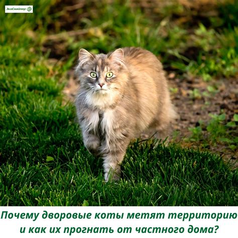 Почему коты мечут территорию