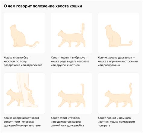 Почему кот виляет кончиком хвоста?