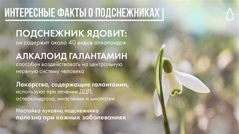 Почему нельзя трогать подснежники