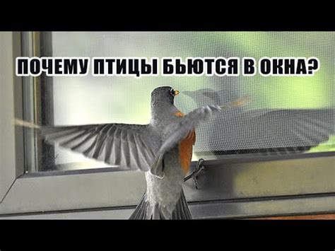 Почему птицы стучатся в раму окна?