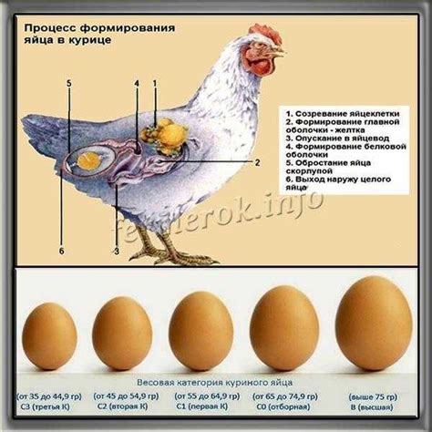 Почему снится скорлупка от яйца курицы: научные теории