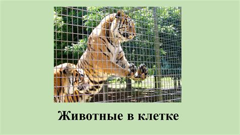 Почему снятся дикие животные в клетке