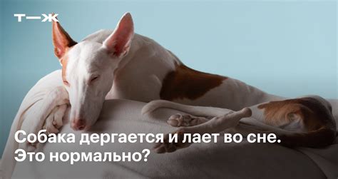 Почему собака лает во сне?