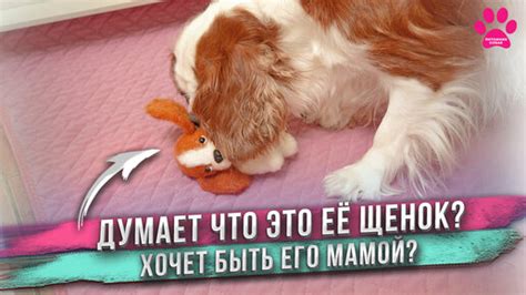 Почему собака приняла игрушку за щенка?