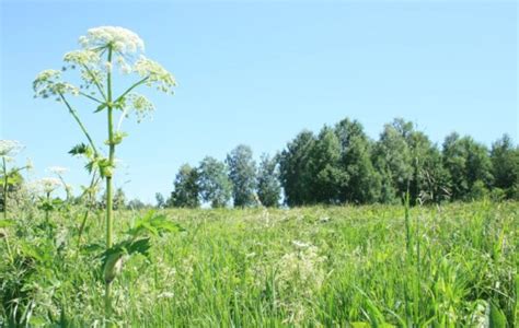 Почему сорняки вредны для растений