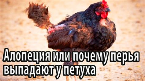 Почему у петуха выпадают перья?