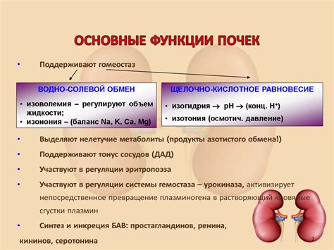 Почки: основные функции