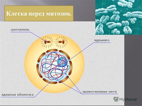 Появление и подготовка к делению клетки