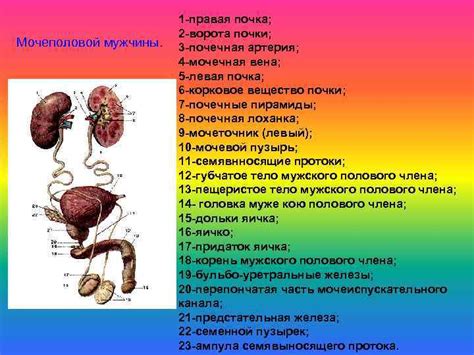 Правая почка – ключевой орган выведения шлаков