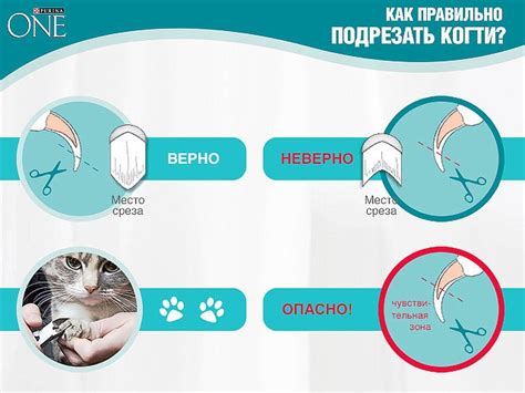 Правила обработки раны кошке