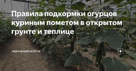 Правила подкормки огурцов