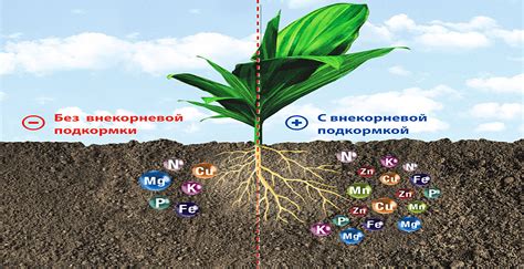 Правила распределения удобрений на грядке с малиной: