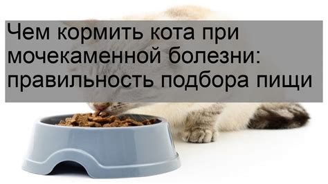 Правильное питание для кошек при мочекаменной болезни