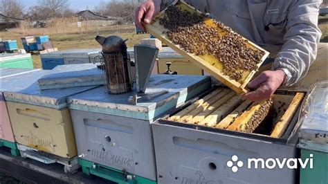 Правильное питание пчел и обеспечение доступа к воде